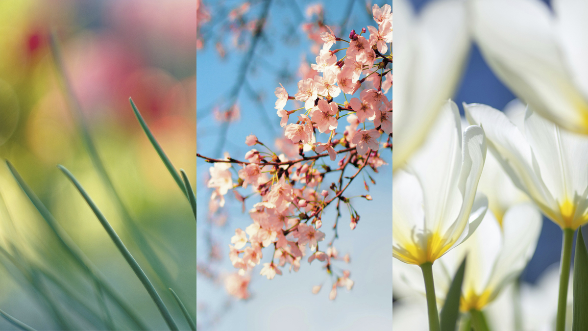 Le printemps, l'herbe, arbre en fleurs, tulipes blanches